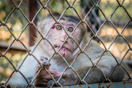 Sad macaque monkey with skin condition looking through fence of cage of Mumbai zoo