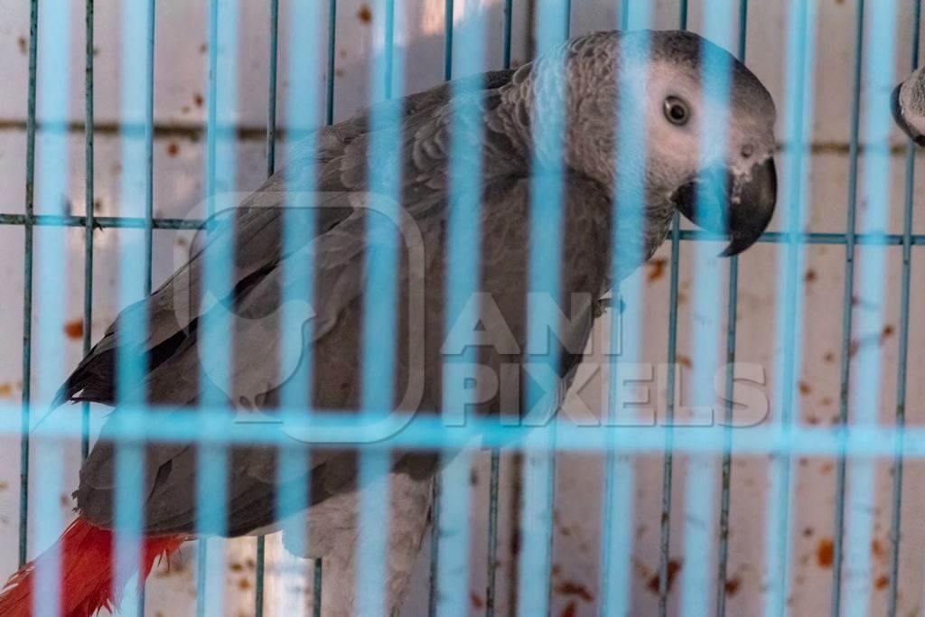 African grey parrot in cage on sale at Crawford pet market