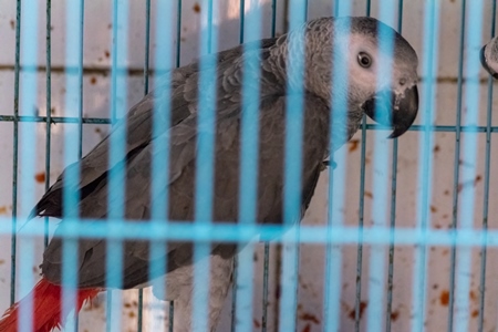 African grey parrot in cage on sale at Crawford pet market