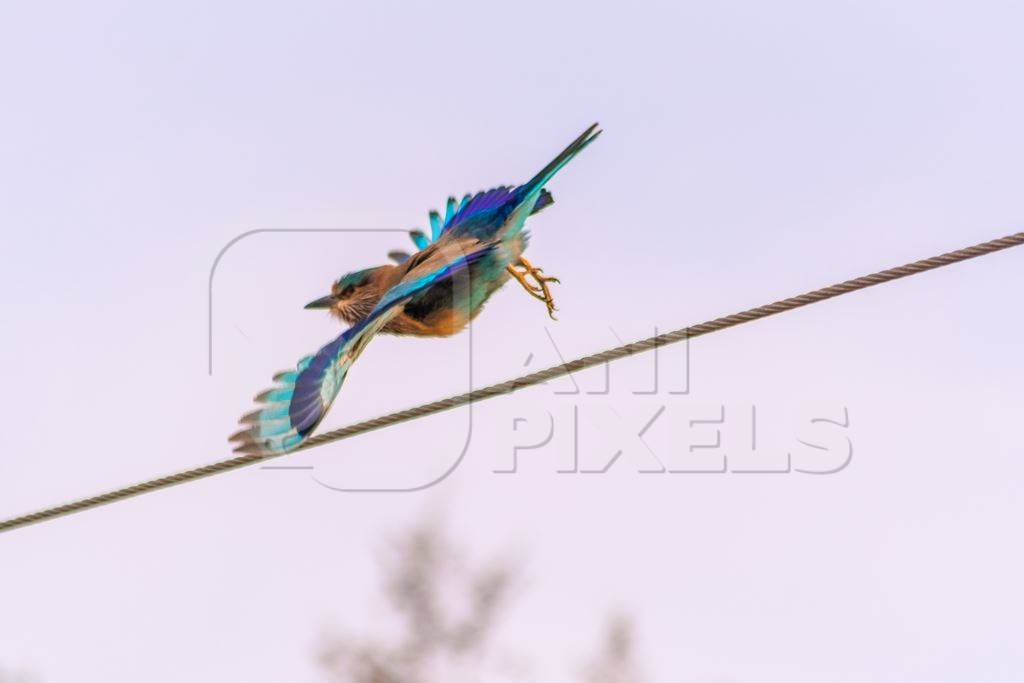 Indian roller bird sitting on a wire with blue sky background in the rural countryside of the Bishnoi villages in Rajasthan in India