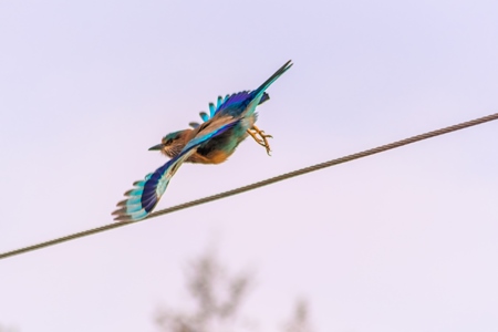 Indian roller bird sitting on a wire with blue sky background in the rural countryside of the Bishnoi villages in Rajasthan in India