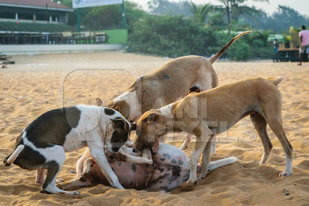 Stray street dogs and puppies playing on beach in Goa