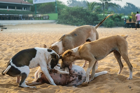 Stray street dogs and puppies playing on beach in Goa