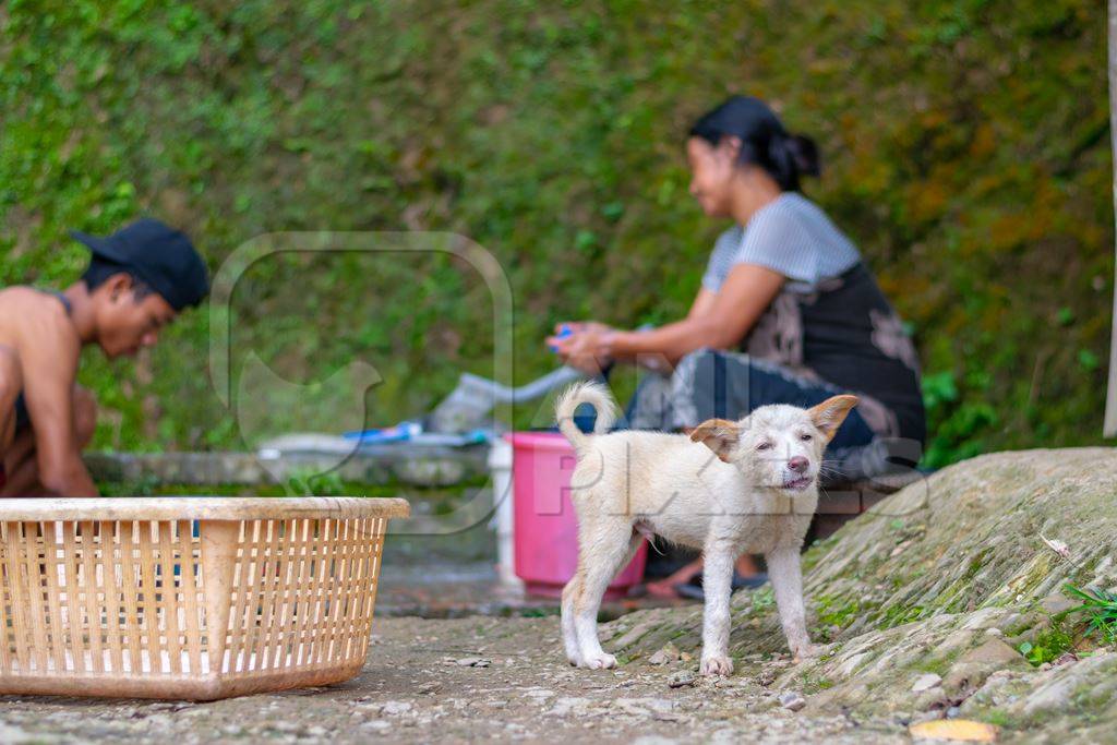 Photo of small cute Indian puppy dog kept as pet or stray in rural village in Nagaland in the Northeast of India