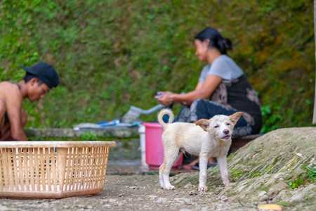 Photo of small cute Indian puppy dog kept as pet or stray in rural village in Nagaland in the Northeast of India