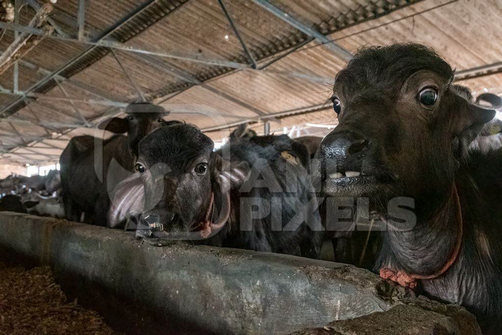 Farmed Indian buffaloes on a dark and crowded urban dairy farm in a city in Maharashtra, India