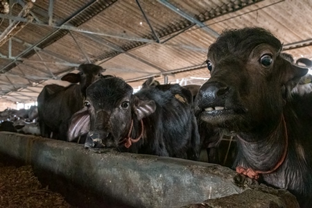 Farmed Indian buffaloes on a dark and crowded urban dairy farm in a city in Maharashtra, India