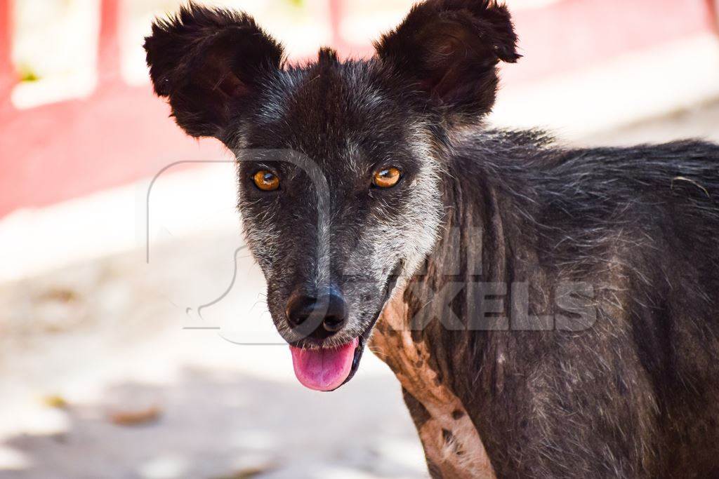 Old grey street dog with fluffy ears
