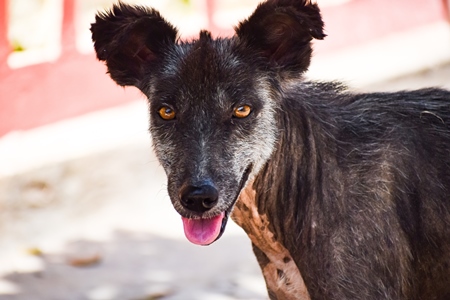 Old grey street dog with fluffy ears