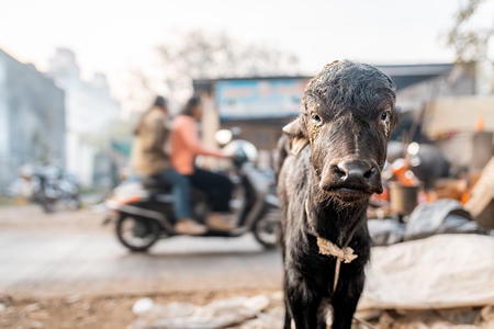 Indian dairy buffalo calf on an urban tabela in the divider of a busy road, Pune, Maharashtra, India, 2024