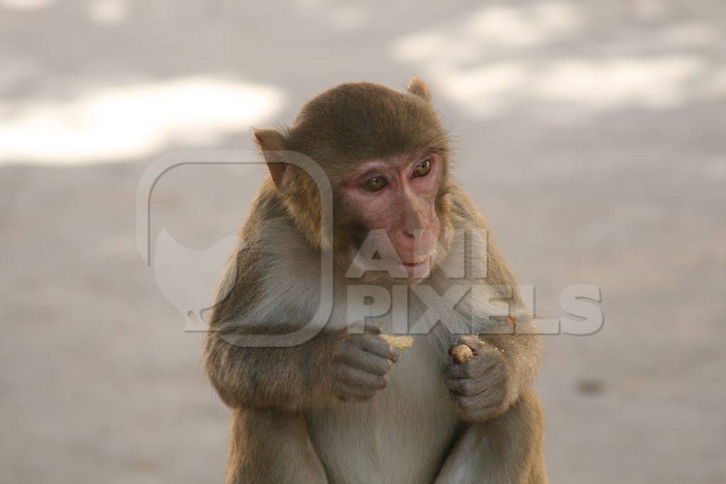 Macaque monkey eating peanut