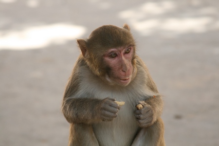 Macaque monkey eating peanut