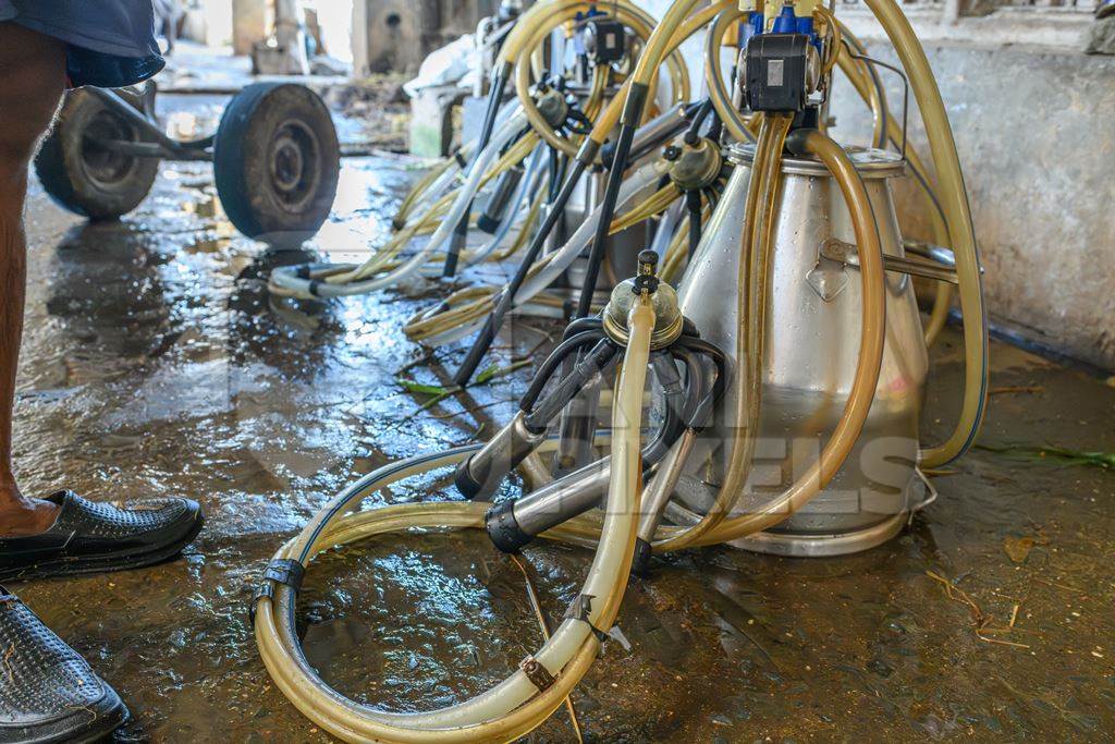 Milking machinery for Indian buffaloes on an urban dairy farm or tabela, Aarey milk colony, Mumbai, India, 2023