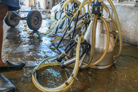 Milking machinery for Indian buffaloes on an urban dairy farm or tabela, Aarey milk colony, Mumbai, India, 2023