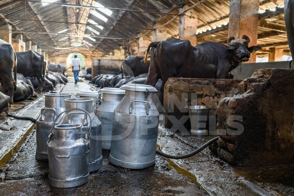 Milk cans or pails and Indian buffaloes tied up in a line in a concrete shed on an urban dairy farm or tabela, Aarey milk colony, Mumbai, India, 2023