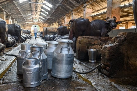 Milk cans or pails and Indian buffaloes tied up in a line in a concrete shed on an urban dairy farm or tabela, Aarey milk colony, Mumbai, India, 2023