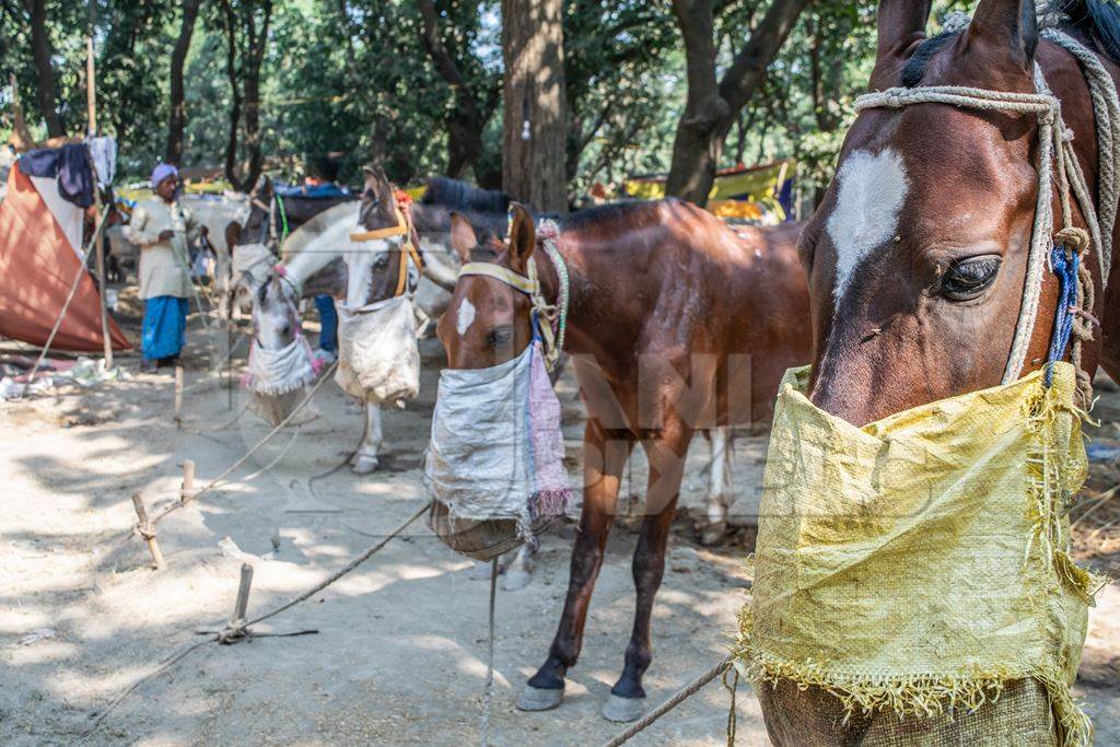 Row of horses eating from nosebags and tied up at Sonepur horse fair
