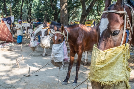 Row of horses eating from nosebags and tied up at Sonepur horse fair