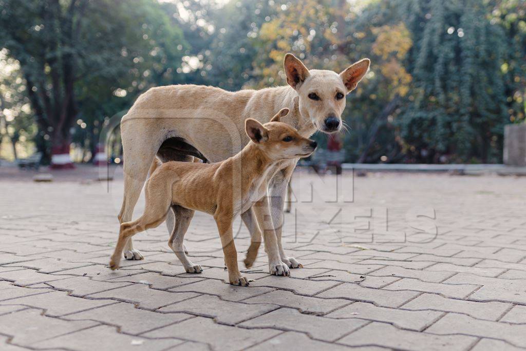 Mother Indian street dog or stray pariah dog with puppy in a park in the city of Pune, Maharashtra, India, 2024
