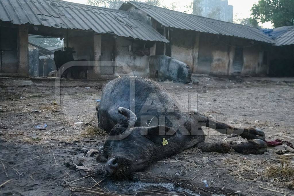 Dead farmed Indian buffalo on an urban dairy farm or tabela, Aarey milk colony, Mumbai, India, 2023