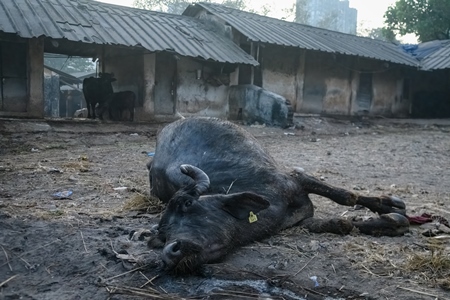 Dead farmed Indian buffalo on an urban dairy farm or tabela, Aarey milk colony, Mumbai, India, 2023