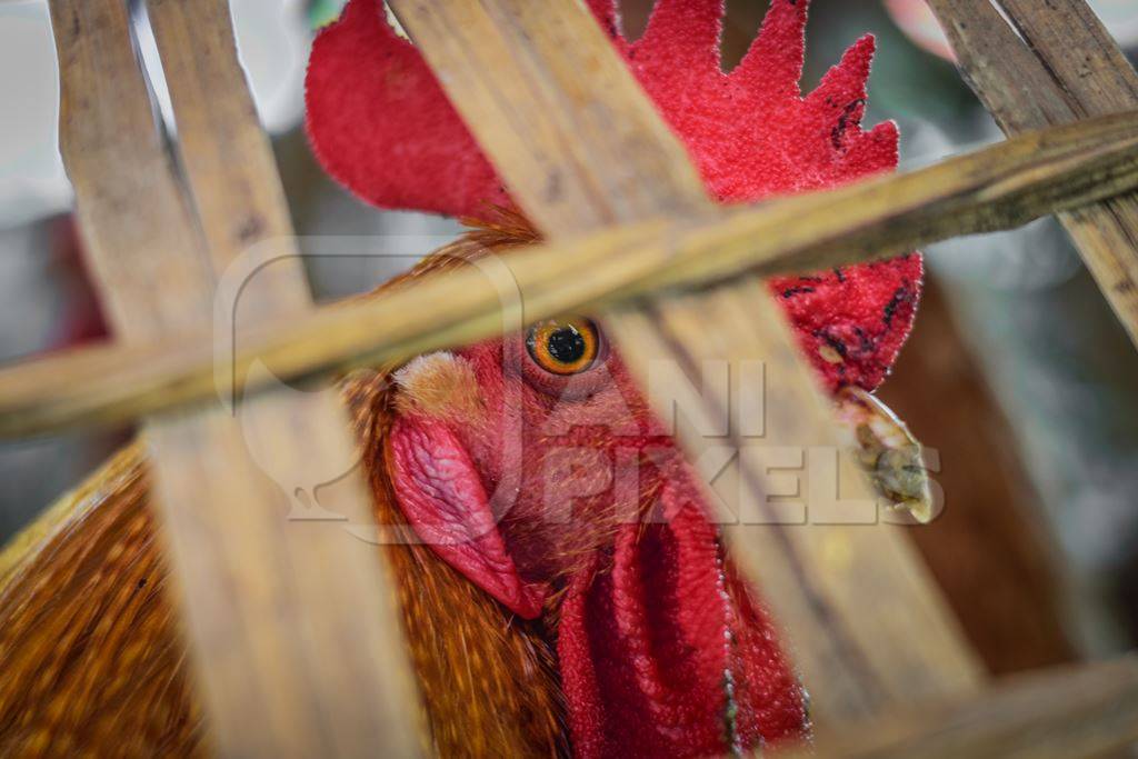 Chickens on sale in bamboo baskets at an animal market