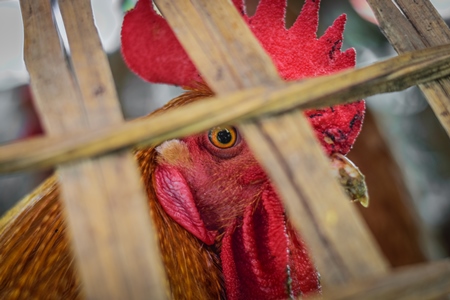 Chickens on sale in bamboo baskets at an animal market