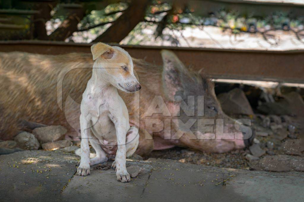 Indian street or stray puppy dog and urban or feral pig in a slum area in an urban city in Maharashtra in India