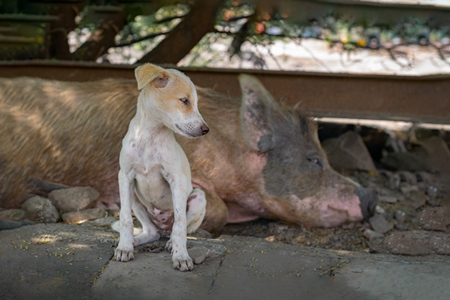 Indian street or stray puppy dog and urban or feral pig in a slum area in an urban city in Maharashtra in India