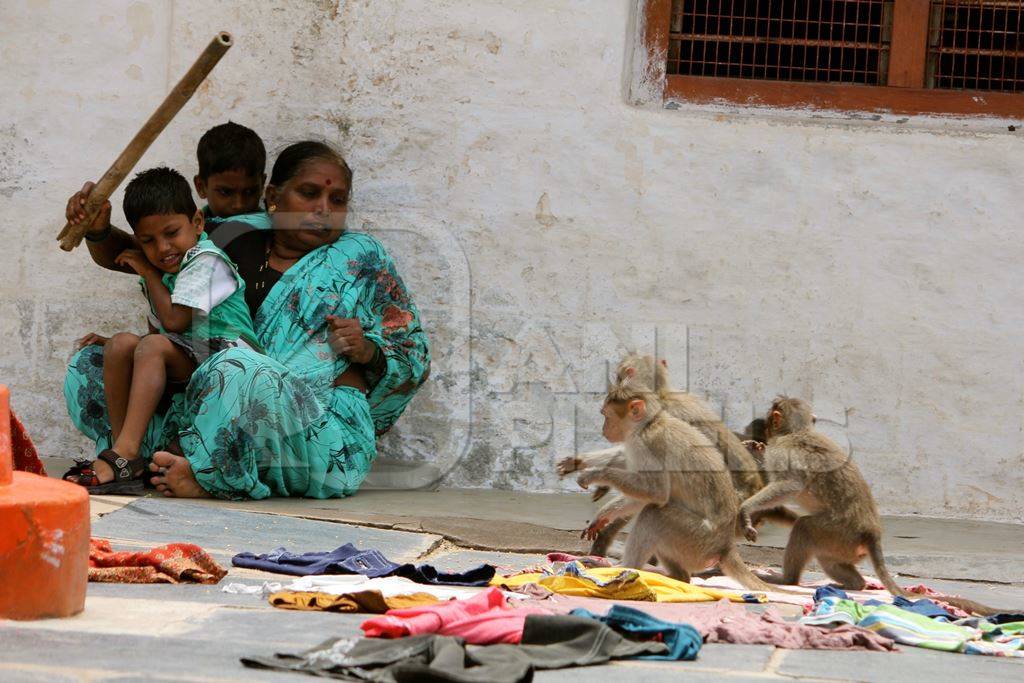 Indian family frightened by troup of macaques