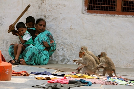 Indian family frightened by troup of macaques