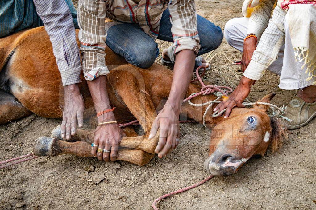 Small horse or pony tied up and held on ground by men at Sonepur cattle fair or mela, Bihar, India, 2017r