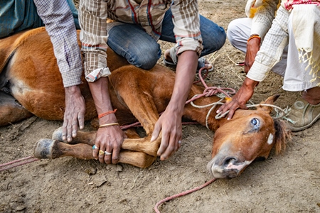 Small horse or pony tied up and held on ground by men at Sonepur cattle fair or mela, Bihar, India, 2017r