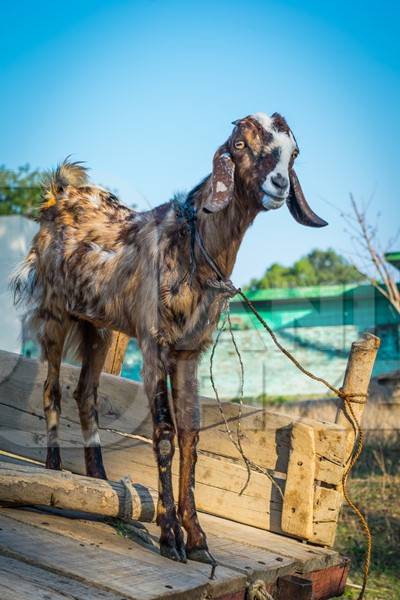 Brown and white goat tied up on a cart in a rural village