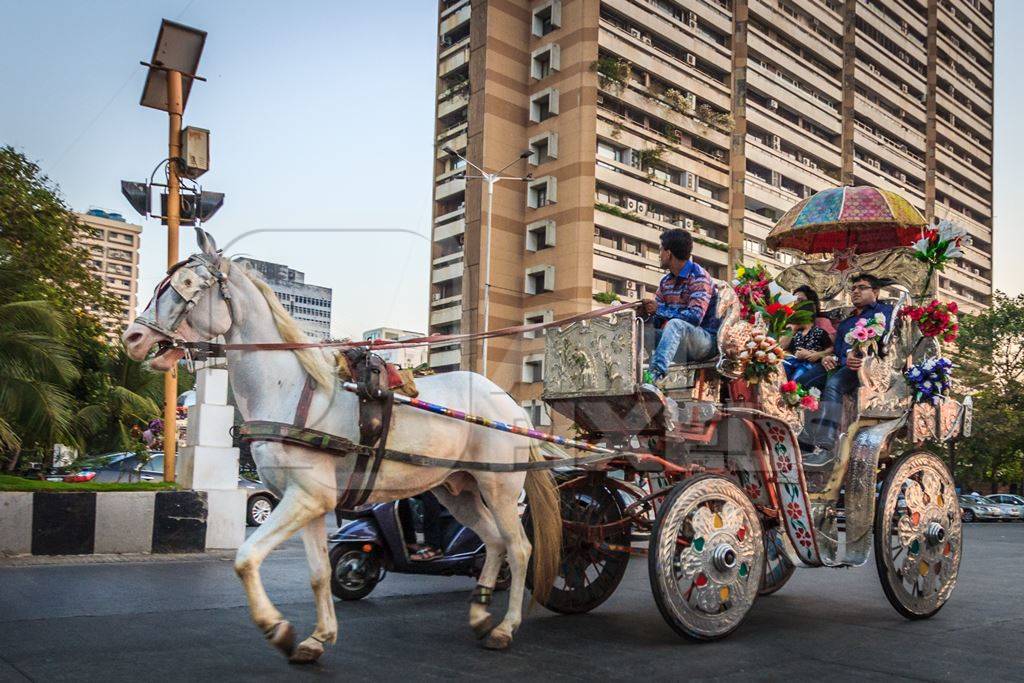 White horse with silver carriage used for carriage rides in Mumbai