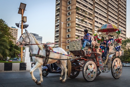White horse with silver carriage used for carriage rides in Mumbai