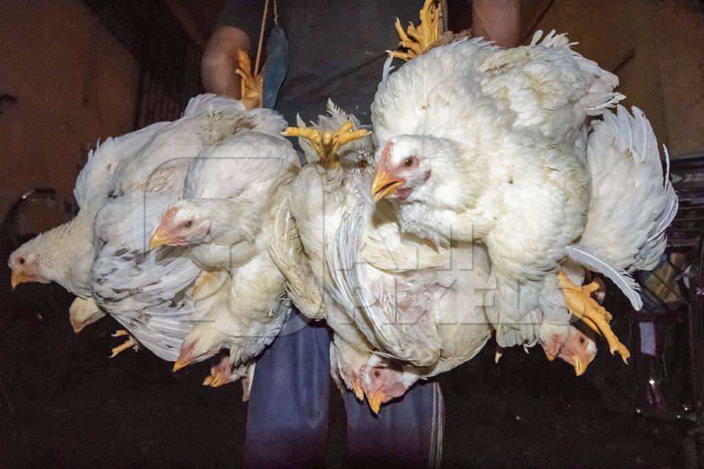 Broiler chickens hanging upside down being unloaded from transport trucks near Crawford meat market in Mumbai