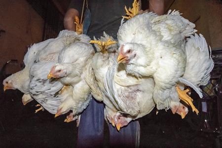 Broiler chickens hanging upside down being unloaded from transport trucks near Crawford meat market in Mumbai