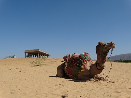 Camel sitting in sandy desert with saddle