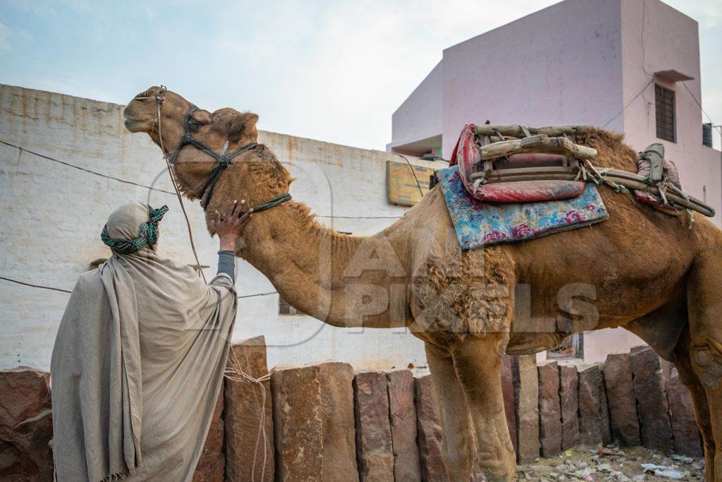 Man with working camel used for animal labour in Rajasthan, India, 2017