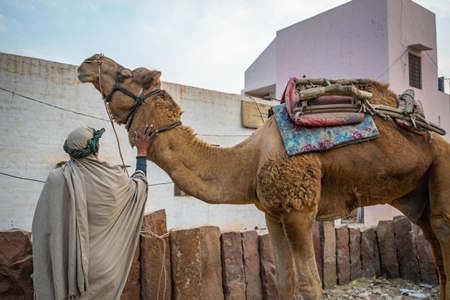 Man with working camel used for animal labour in Rajasthan, India, 2017