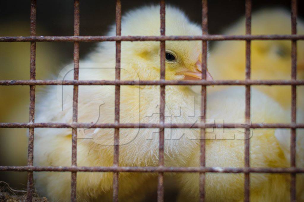 Yellow chicks on sale in cage at Crawford market