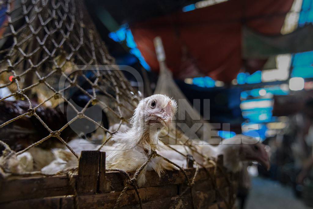 Baskets of chickens at the chicken meat market inside New Market, Kolkata, India, 2022