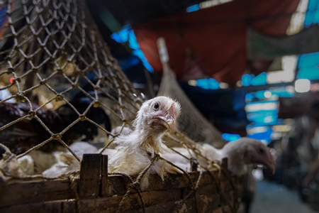 Baskets of chickens at the chicken meat market inside New Market, Kolkata, India, 2022