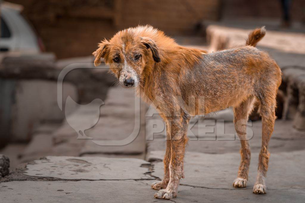 Indian street puppy dog or Indian stray pariah puppy dog, Jodhpur, Rajasthan, India, 2022
