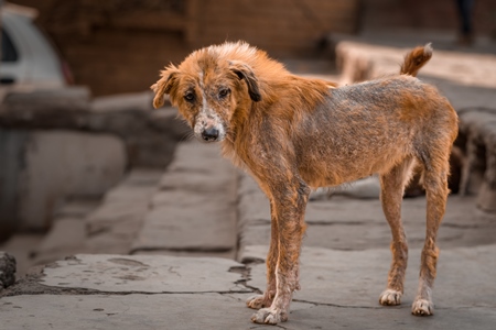 Indian street puppy dog or Indian stray pariah puppy dog, Jodhpur, Rajasthan, India, 2022