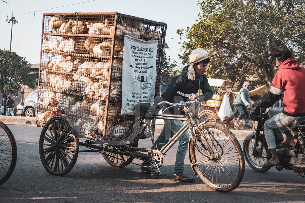 Man pushing a tricycle chicken cart with Indian broiler chickens in cages at Ghazipur murga mandi, Ghazipur, Delhi, India, 2022