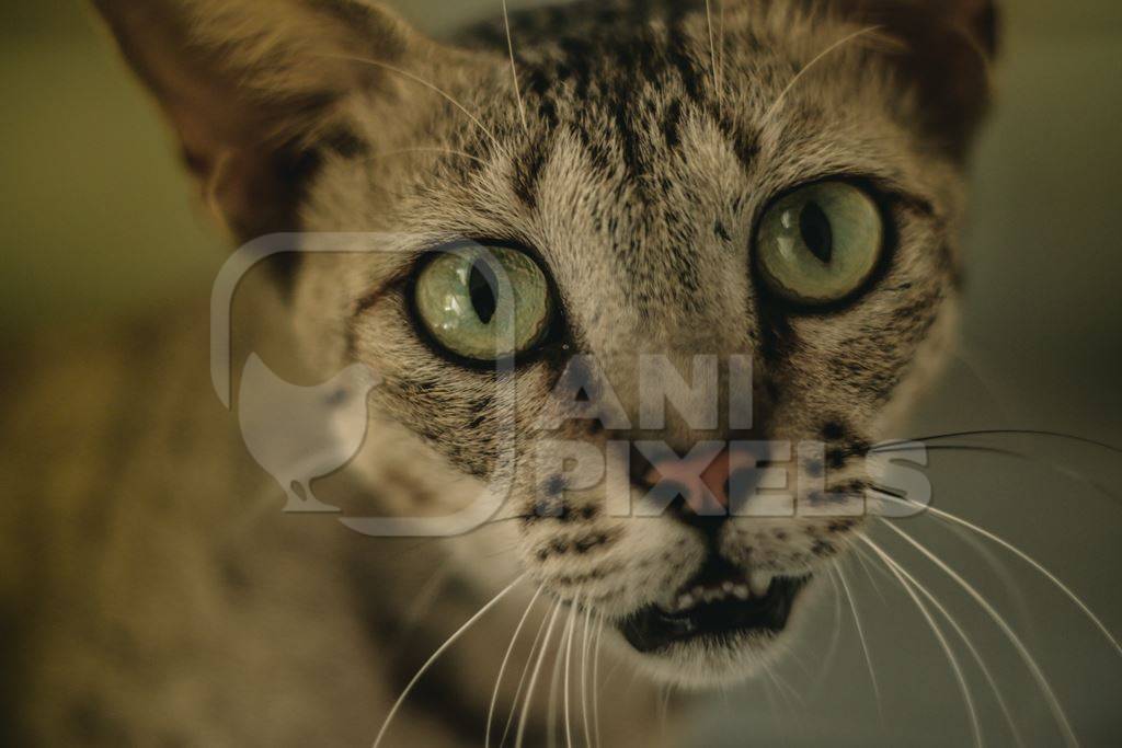 Close up of face of tabby cat looking at camera