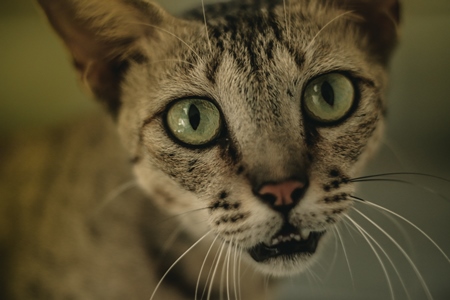 Close up of face of tabby cat looking at camera