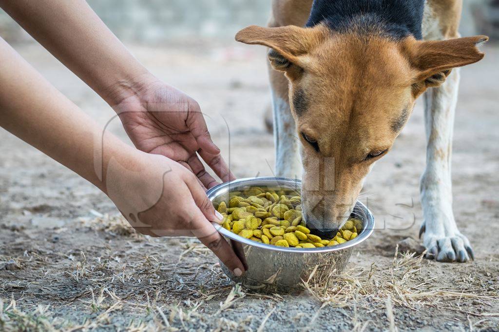 Volunteer feeding a street dog with a bowl of dog food